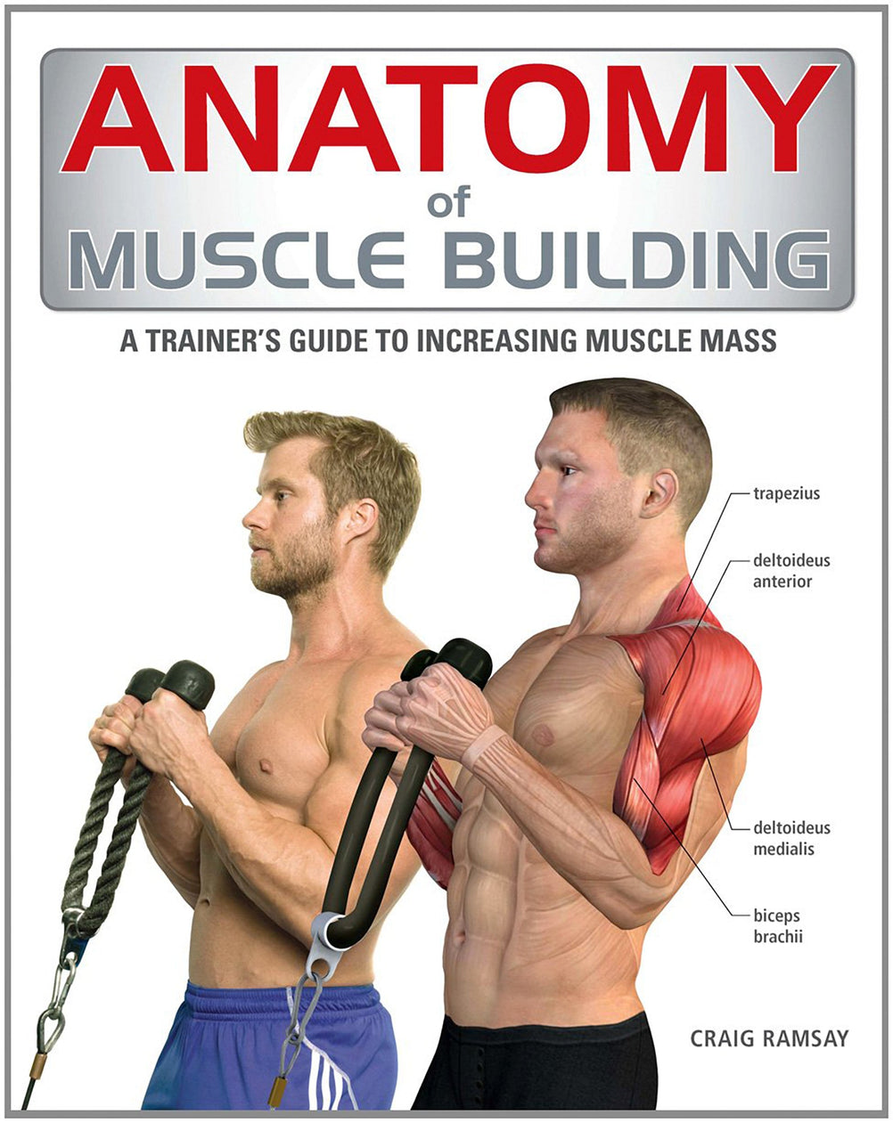 Capacity Building Muscle Anatomy of Muscle Building: A Trainer's Guide to Increasing Muscle Mass ...